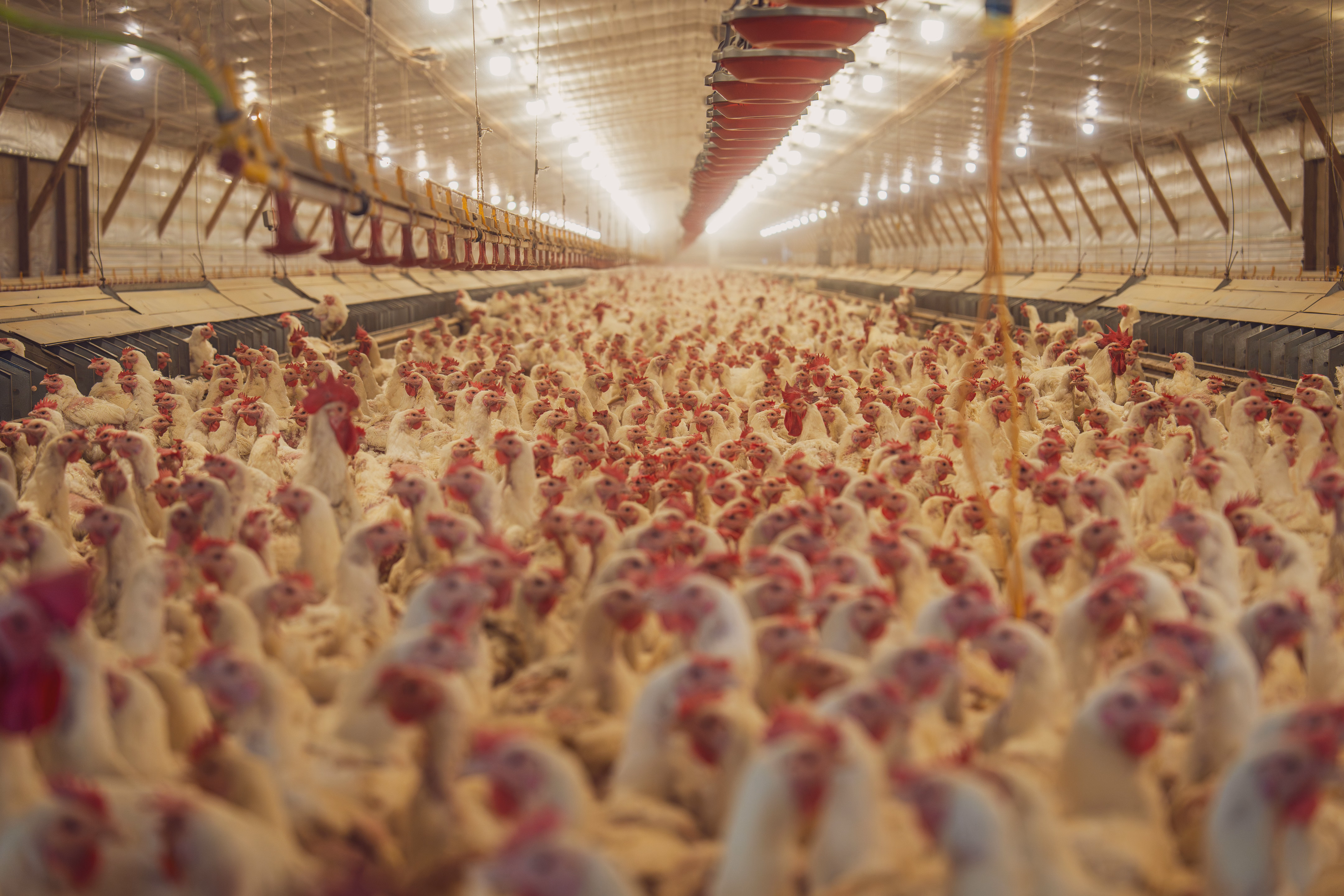 La pignoración, que comienza el jueves 22 de octubre, busca sostener el precio al productor y guardar el pollo congelado para la demanda de diciembre.